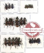 Scientific lot no. 291 Carabidae (24 pcs A, A-, A2)