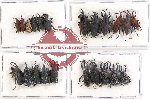 Scientific lot no. 298 Curculionidae (21 pcs)