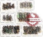 Scientific lot no. 315 Curculionidae (60 pcs)
