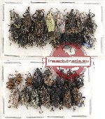 Scientific lot no. 349 Curculionidae (31 pcs)