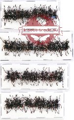 Scientific lot no. 335 Curculionidae (52 pcs A-, A2)