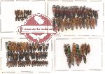 Scientific lot no. 10 Elateridae (103 pcs)