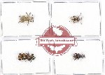 Scientific lot no. 354 Curculionidae (7 pcs)