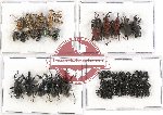 Scientific lot no. 295 Curculionidae (50 pcs)