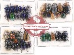 Scientific lot no. 218 Chrysomelidae (36 pcs)