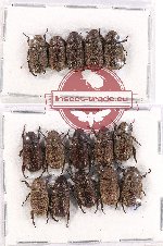 Scientific lot no. 180 Rutelinae (Adoretini) (15 pcs)