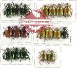 Scientific lot no. 158A Rutelinae (19 pcs A-, A2)