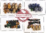 Scientific lot no. 227 Chrysomelidae (64 pcs)