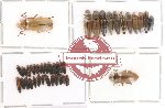 Scientific lot no. 11 Elateridae (39 pcs)