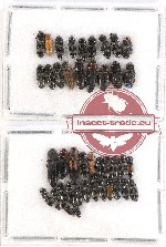 Scientific lot no. 108 Elateridae (42 pcs)