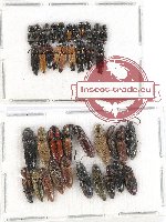 Scientific lot no. 109 Elateridae (39 pcs)