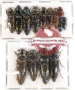 Scientific lot no. 89 Elateridae (14 pcs)