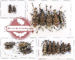 Scientific lot no. 69 Anthribidae (19 pcs)