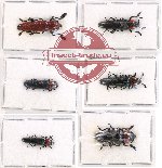 Scientific lot no. 19A Languridae (6 pcs)