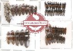 Scientific lot no. 12 Elateridae (50 pcs)