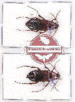 Cebrionidae sc. lot no. 2A (2 pcs A-/A2)