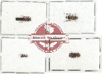 Scientific lot no. 58 Cleridae (4 pcs)