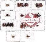 Scientific lot no. 74 Melolonthinae (22 pcs A, A-, A2)