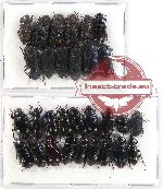 Scientific lot no. 201 Tenebrionidae (30 pcs)