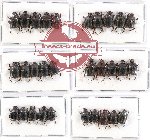 Scientific lot no. 383 Coprophaga (Onthophagini) (30 pcs)