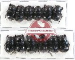 Scientific lot no. 439 Coprophaga (Copris spp.) (12 pcs A-, A2)