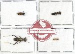 Scientific lot no. 57 Cleridae (4 pcs)