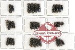 Bostrichidae Scientific lot no. 13 (28 pcs)