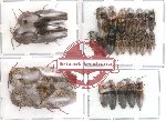 Scientific lot no. 14 Elateridae (25 pcs)