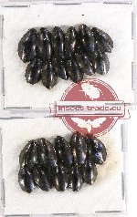 Gyrinidae Scientific lot no. 12 (22 pcs)