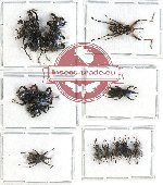 Scientific lot no. 341 Curculionidae (13 pcs - 6 pcs A2)