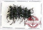 Scientific lot no. 317 Curculionidae (5 pcs A-, A2)