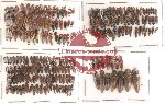 Scientific lot no. 21 Elateridae (205 pcs)