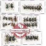 Scientific lot no. 305 Curculionidae (39 pcs - 13 pcs A2)
