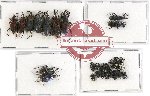 Scientific lot no. 303 Curculionidae (26 pcs A-, A2)