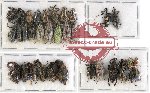 Scientific lot no. 310 Curculionidae (34 pcs)