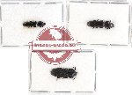 Scientific lot no. 2 Temnochilidae (3 pcs)