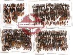 Scientific lot no. 22 Elateridae (288 pcs)