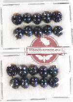 Scientific lot no. 67A Coccinelidae (20 pcs)