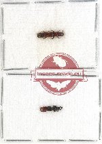 Colydidae Scientific lot no. 9 (2 pcs)