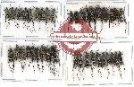 Scientific lot no. 83 Cerambycidae (Clytini) (40 pcs - 20 pca A-, A2)