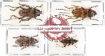 Scientific lot no. 105 Cerambycidae (4 pcs)