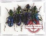 Scientific lot no. 276 Carabidae (Catascopus spp.) (4 pcs A-, A2)
