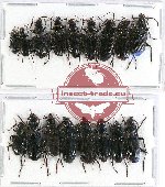 Scientific lot no. 277 Carabidae (17 pcs)