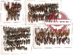 Scientific lot no. 23 Elateridae (143 pcs)