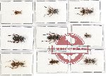 Scientific lot no. 55 Cleridae (9 pcs)