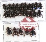 Hybosorinae sc. lot no. 69 (25 pcs)