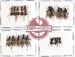 Scientific lot no. 7 Formicidae (20 pcs)