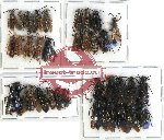 Scientific lot no. 172 Hymenoptera (34 pcs A, A-, A2)