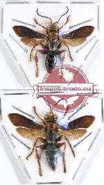 Scientific lot no. 156 Hymenoptera (Aphecidae sp.) (2 pcs)