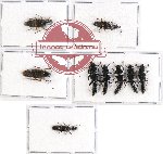 Scientific lot no. 82 Staphylinidae (8 pcs)